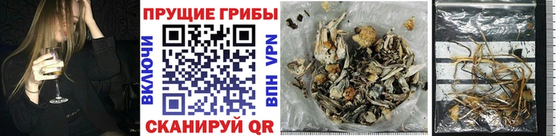 даркнет сайт  Звенигово  Галлюциногенные грибы Psilocybine cubensis 